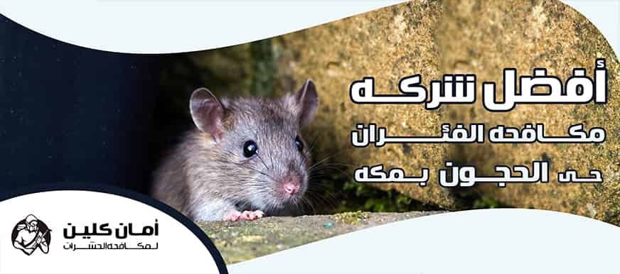 شركة مكافحة الفئران حي الحجون بمكة